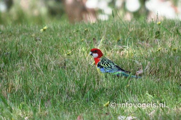 Rosella - Platycercus eximius eximius
