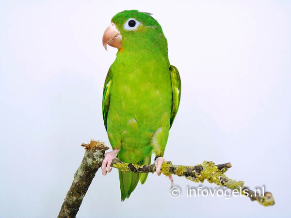 Toviparkiet - Brotogeris jugularis