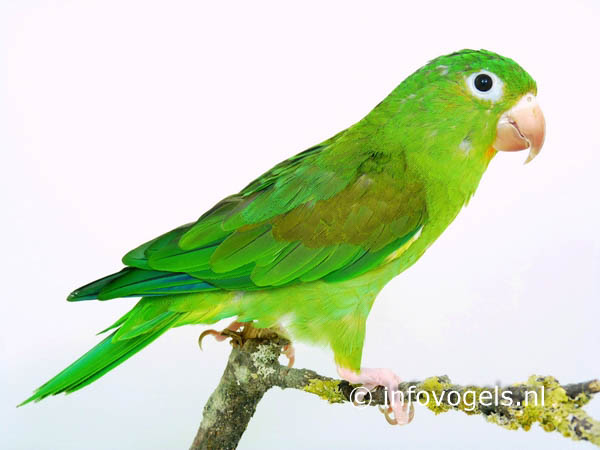 Toviparkiet - Brotogeris jugularis