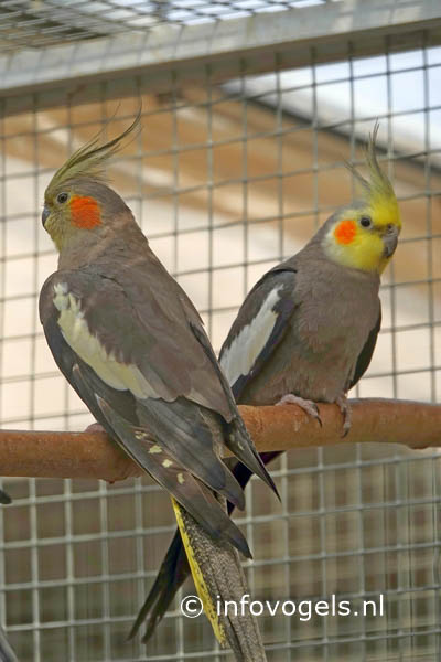 Valkparkiet - Nymphicus hollandicus - stel