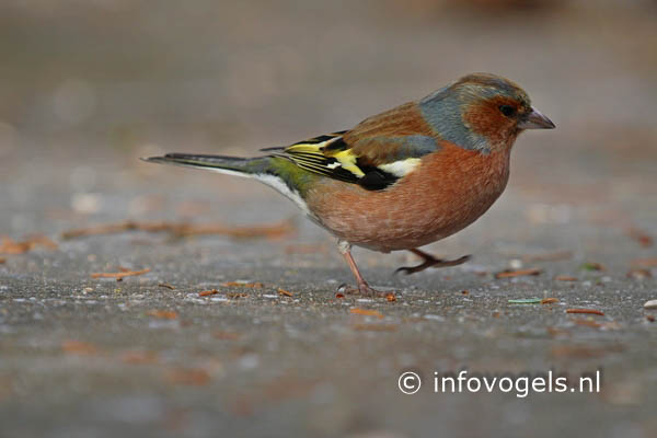 Vink - Fringilla coeleb - man