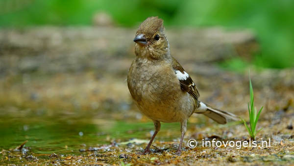 Vink - Fringilla coeleb - pop