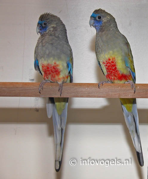 Yellow-vented bluebonnetparkiet - Psephotus heamatogaster