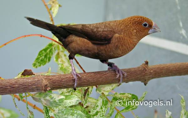 Zilverbekje - Lonchura cantans mutatie bruin