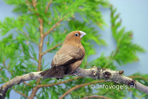 Zilverbekje - Lonchura cantans