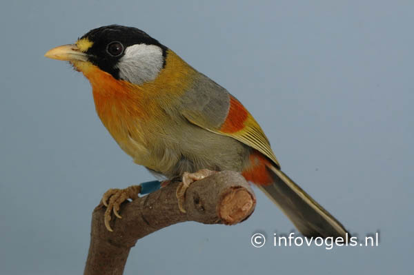 Zilveroornachtegaal - Leiothrix argentauris