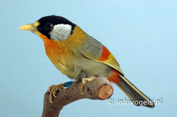 Zilveroornachtegaal - Leiothrix argentauris