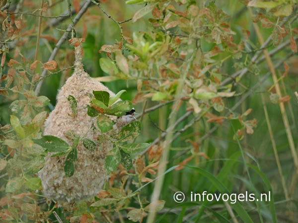 Buidelmees in nest