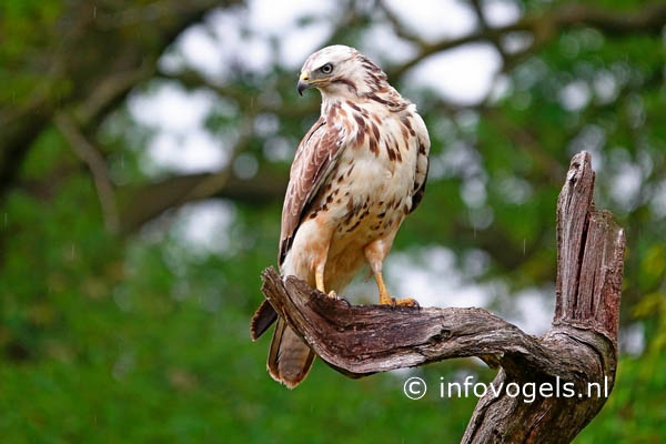 Buizerd