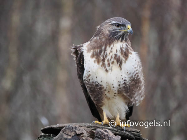 Buizerd