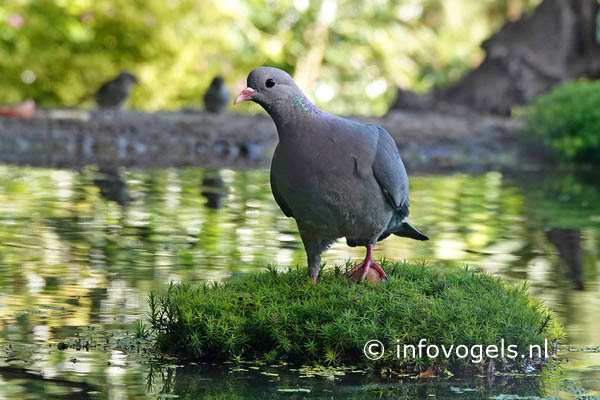 Holenduif, Columba oenas