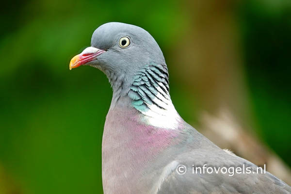 Houtduif, Columba palumbus