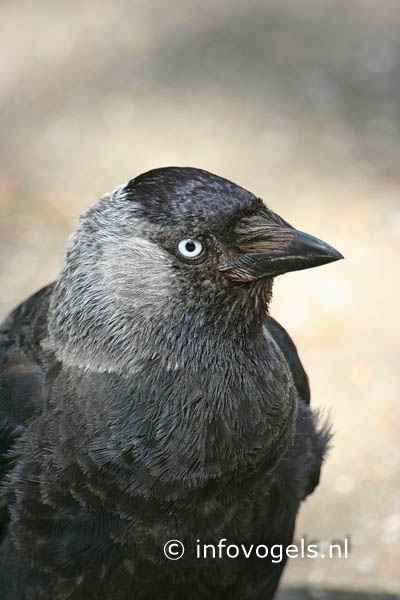 Kauw, Corvus monedula