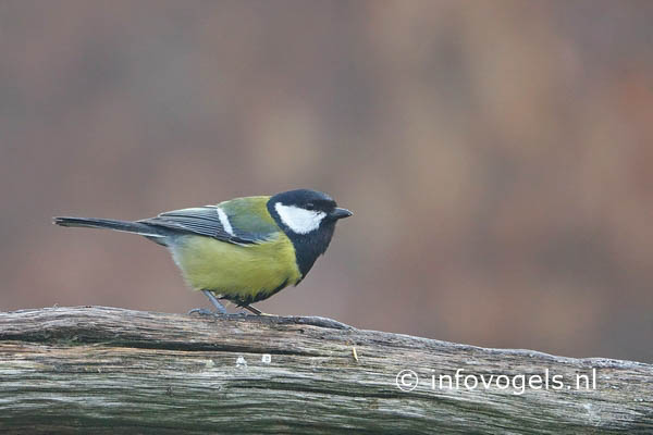 Koolmees, Parus major