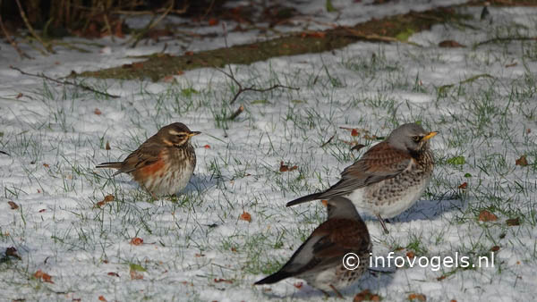 Koperwiek (Turdus iliacus) samen met kramsvogels
